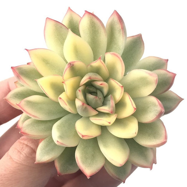 Echeveria 'Mebina' Variegated 2" Succulent Plant