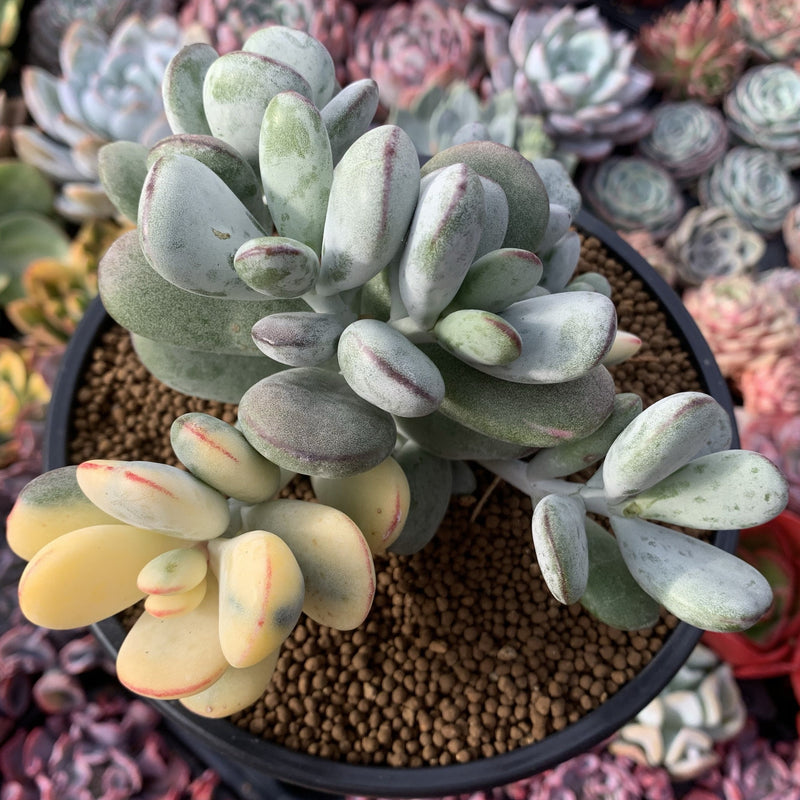 Cotyledon 'Orbiculata' Variegated 5" Large Very Rare Succulent Plant