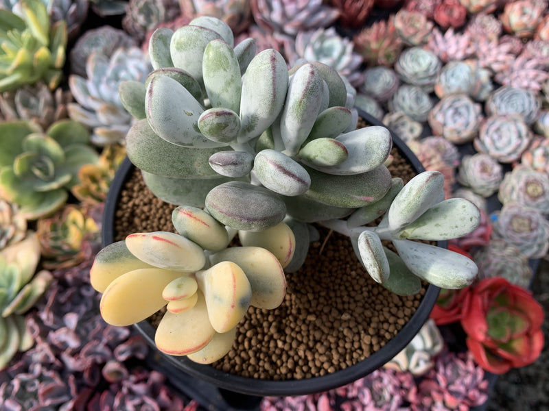 Cotyledon 'Orbiculata' Variegated 5" Large Very Rare Succulent Plant