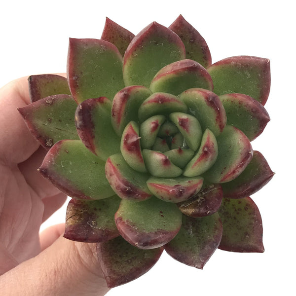 Echeveria Agavoides 'Pebbles' 3" Succulent Plant