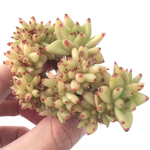 Echeveria Agavoides 'Maria' Crested 2"-3" Succulent Plant