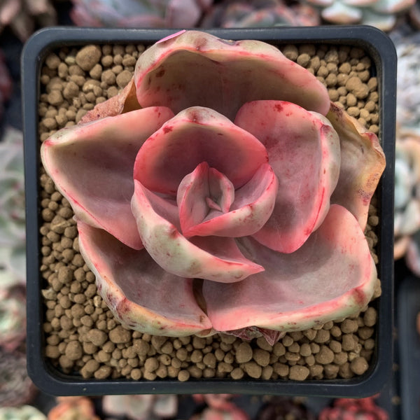 Echeveria 'Golden State' Variegated 2" Succulent Plant