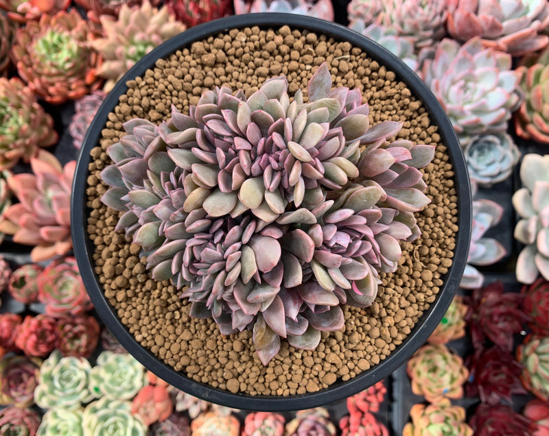 Graptoveria 'Debbie' Crested 5" Succulent Plant