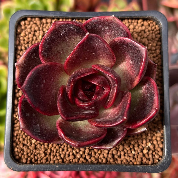 Echeveria 'Adrian' New Hybrid 2"-3" Succulent Plant