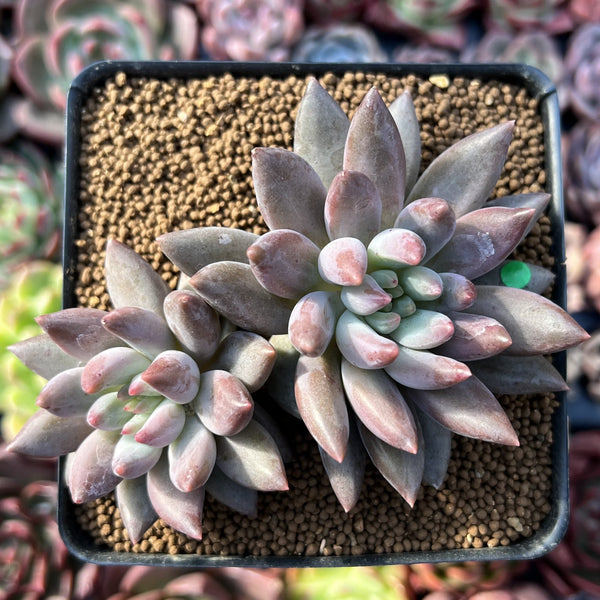 Pachyphytum 'Angels Finger' 2" Cluster Succulent Plant