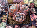 Echeveria 'Orange Monroe' Cluster 2"-3" Powdery Succulent Plant