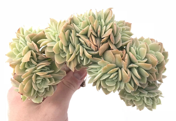 Echeveria Pastel Crested Cluster Extra Large 8” Rare Succulent Plant