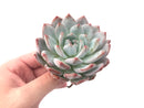 Echeveria 'Orange Monroe' 4" Powdery Succulent Plant