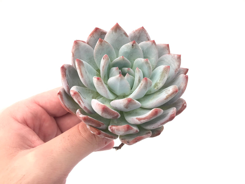 Echeveria 'Orange Monroe' 4" Powdery Succulent Plant