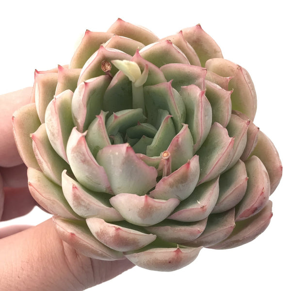 Echeveria 'Twinkle Star' 3” Rare Succulent Plant