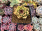 Echeveria Agavoides 'Black Rose' 2"-3" Succulent Plant