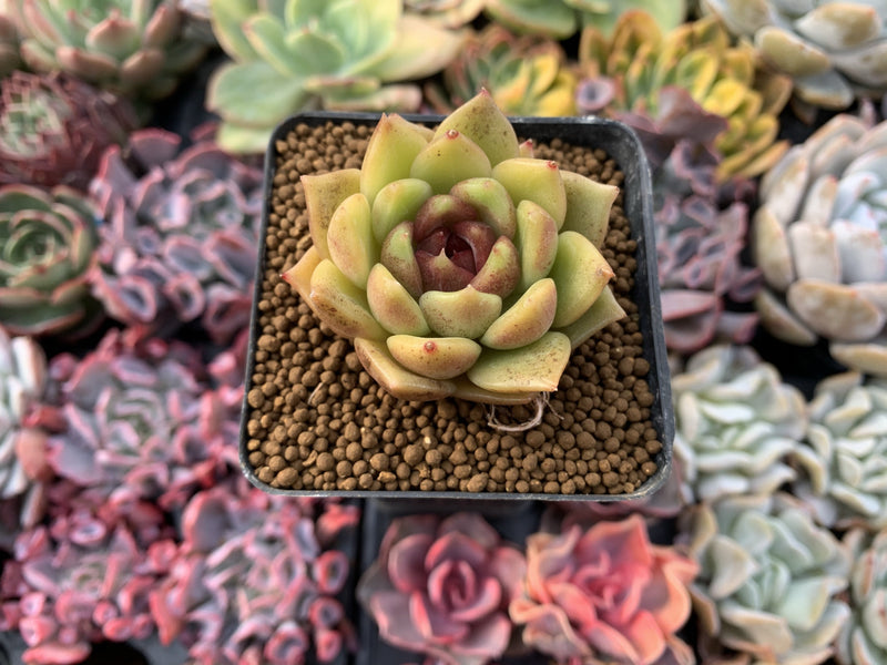 Echeveria Agavoides 'Black Rose' 2"-3" Succulent Plant