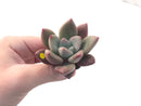 Graptoveria 'Ruby Donna' 2" Succulent Plant