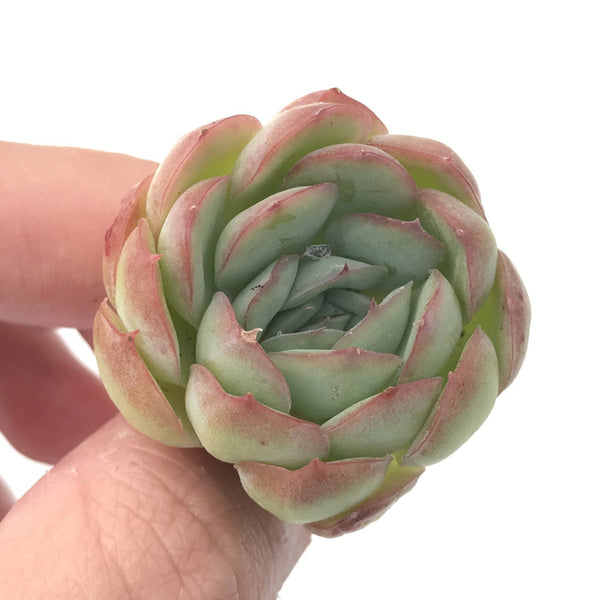 Echeveria 'Strawberry Ice' 1” Seedling Rare Succulent Plant