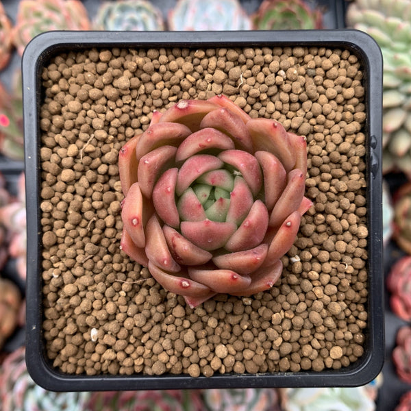 Echeveria Agavoides 'Cagliari' 1" Succulent Plant