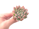 Echeveria 'Elsa' 2" Powdery Succulent Plant