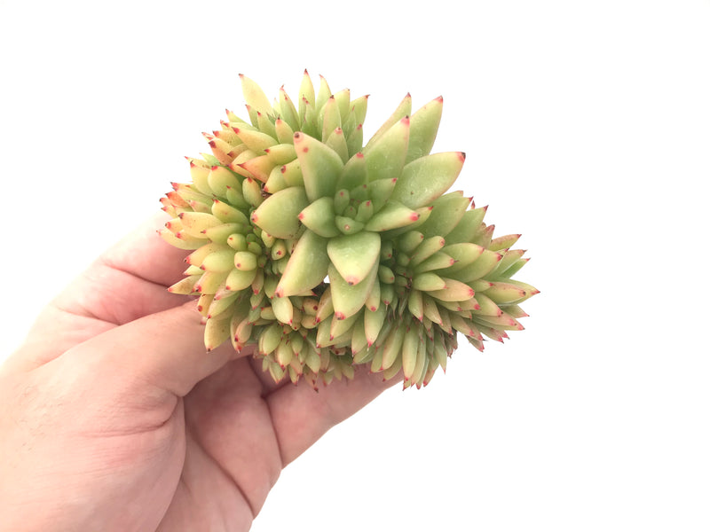 Echeveria Agavoides Crested 4" Succulent Plant