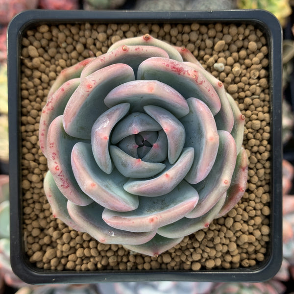 Echeveria 'Rosanna' 3" Succulent Plant