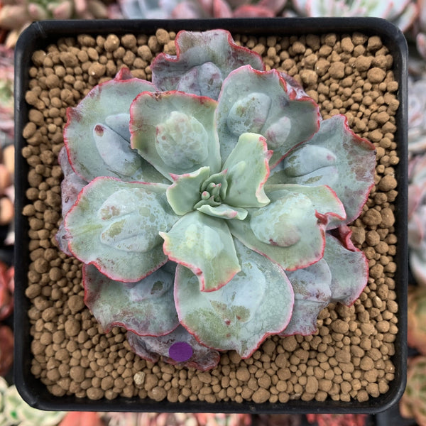 Echeveria 'Blue Spur' 4" New Hybrid Succulent Plant