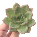 Echeveria Agavoides 'White Champaign' 4" Succulent Plant