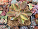 Graptoveria 'Fred Ives' Variegated 3" Succulent Plant