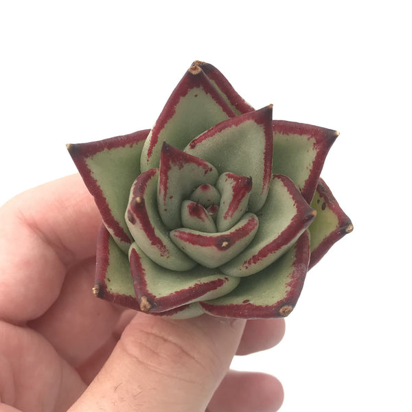 Echeveria Agavoides 'Ebony' Seedling 2" Rare Succulent Plant