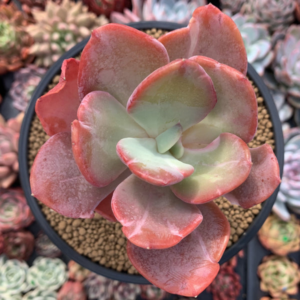 Echeveria 'Beserk' Variegated 4" Succulent Plant