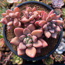 Echeveria 'Valentine' 4" Cluster Succulent Plant