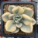 Graptoveria 'Grand Palace' Variegated 2" Succulent Plant