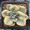 Graptoveria 'Grand Palace' Variegated 2" Succulent Plant