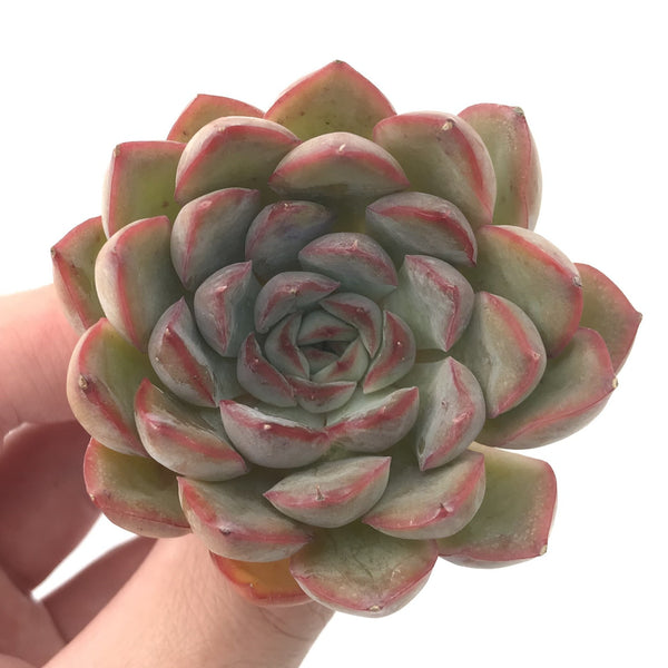 Echeveria 'Fiona' 2" Succulent Plant