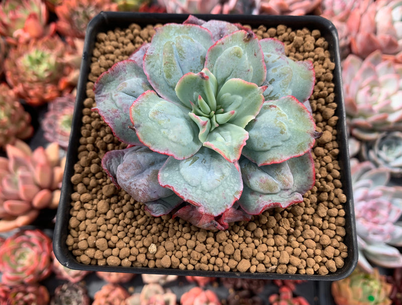 Echeveria 'Blue Spur' 4" New Hybrid Succulent Plant