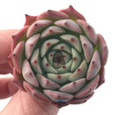 Echeveria 'Morikone' 1" Succulent Plant