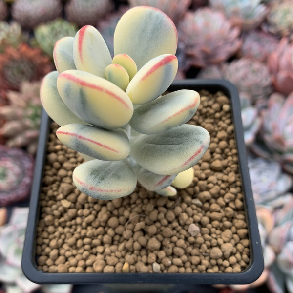 Cotyledon 'Orbiculata' Variegated 3" Succulent Plant