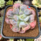 Echeveria 'Hearts Delight' 2"-3" Succulent Plant