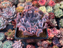 Echeveria 'Trumpet Pinky' 3" Succulent Plant