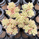 Sedum 'Joyce Tulloch' Variegated 1" *Set of 5* Succulent Plants