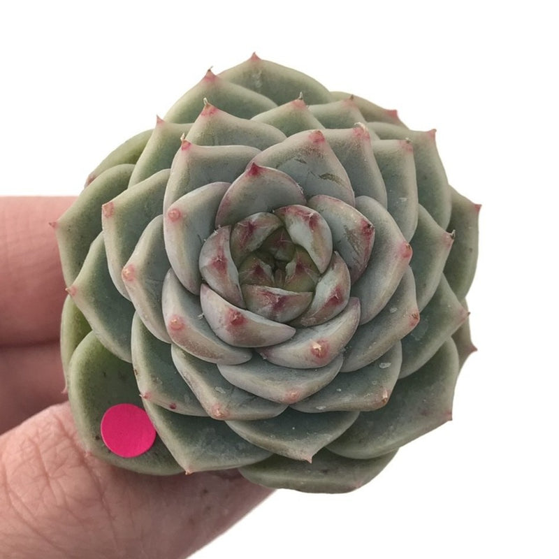 Echeveria 'Red Velvet' 1"-2" Succulent Plant