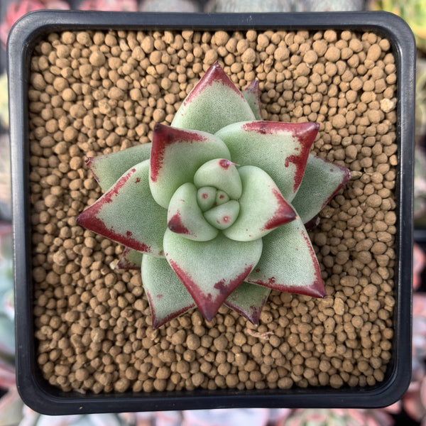 Echeveria Agavoides 'Aries' 2" Succulent Plant