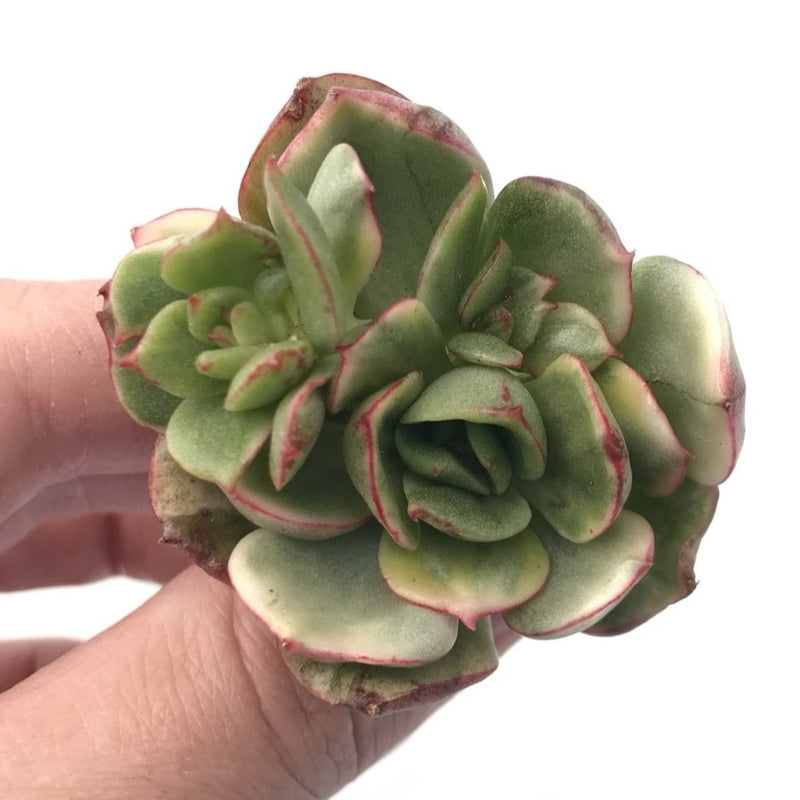 Echeveria Agavoides Sp. Variegated 2” Rare Succulent Plant