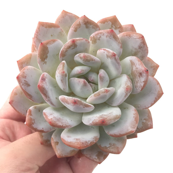 Echeveria 'Orange Monroe' 5" Powdery Succulent Plant