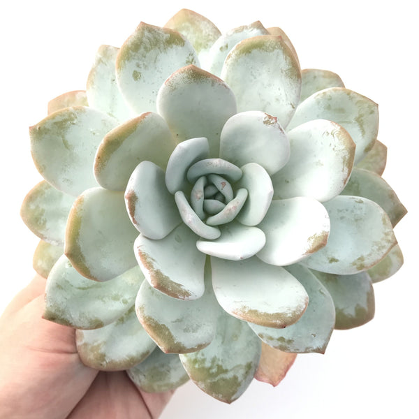 Echeveria 'Laui' Extremely Large Specimen 7"+ Succulent Plant