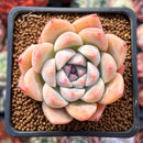 Echeveria 'Sofia' 2" Succulent Plant