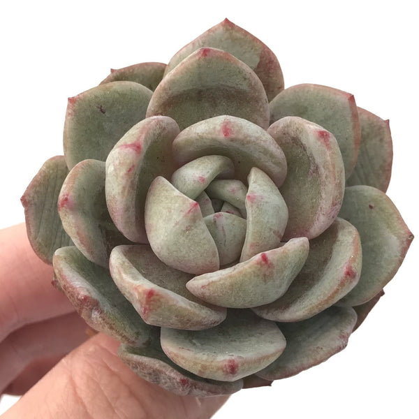 Echeveria 'German Champagne' 2"-3” Rare Succulent Plant