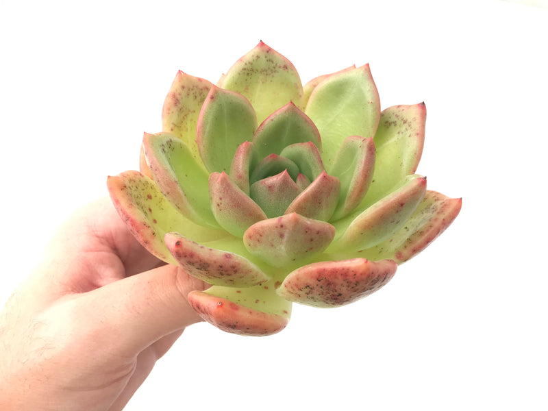 Echeveria Agavoides 'Orange Champaign' 4"-5" Succulent Plant