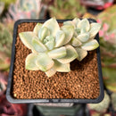 Graptoveria 'Titubans' Variegated 2” Succulent Plant