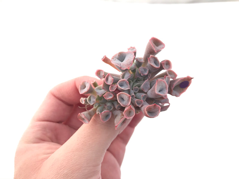 Echeveria 'Trumpet Pinky' 2" Succulent Plant