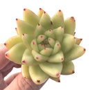 Echeveria Agavoides 'Golden Maria' 2"-3' Succulent Plant