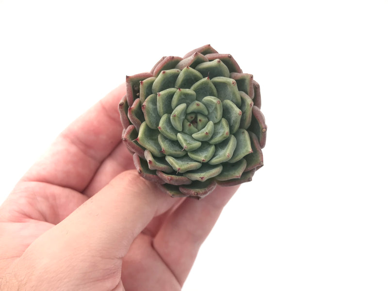 Echeveria 'Sarahime' Hybrid 2" Succulent Plant