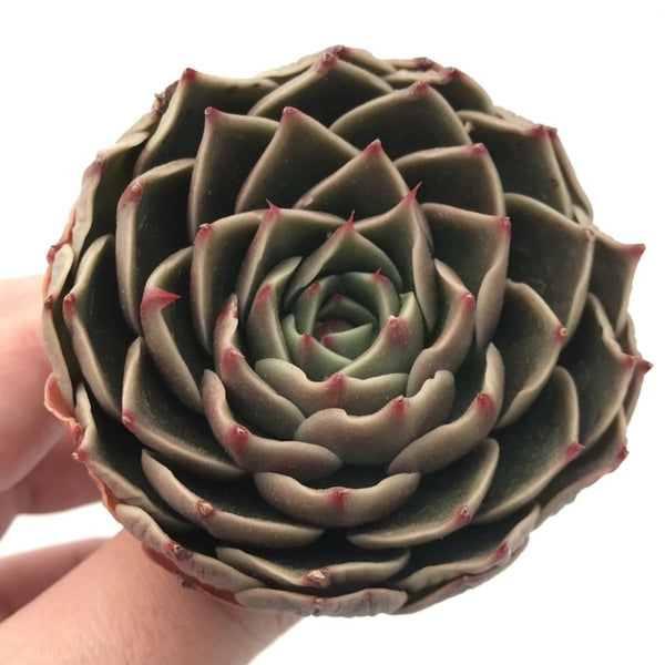 Echeveria Agavoides 'Rudolph' 2"-3" Rare Succulent Plant